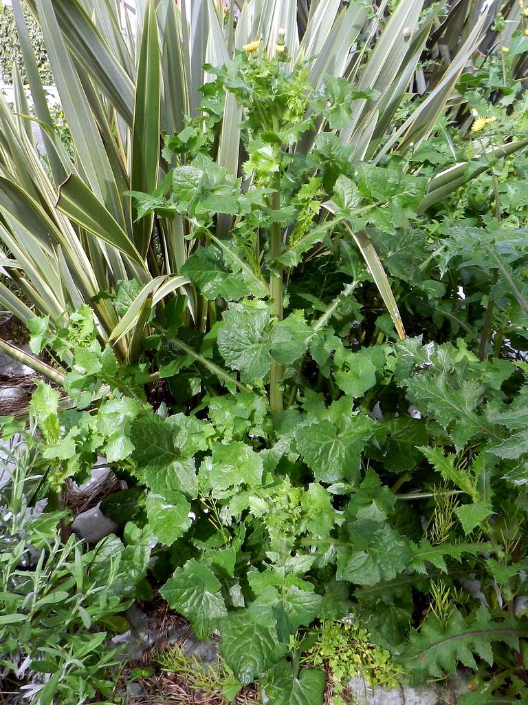 Sonchus oleraceus / Grespino comune